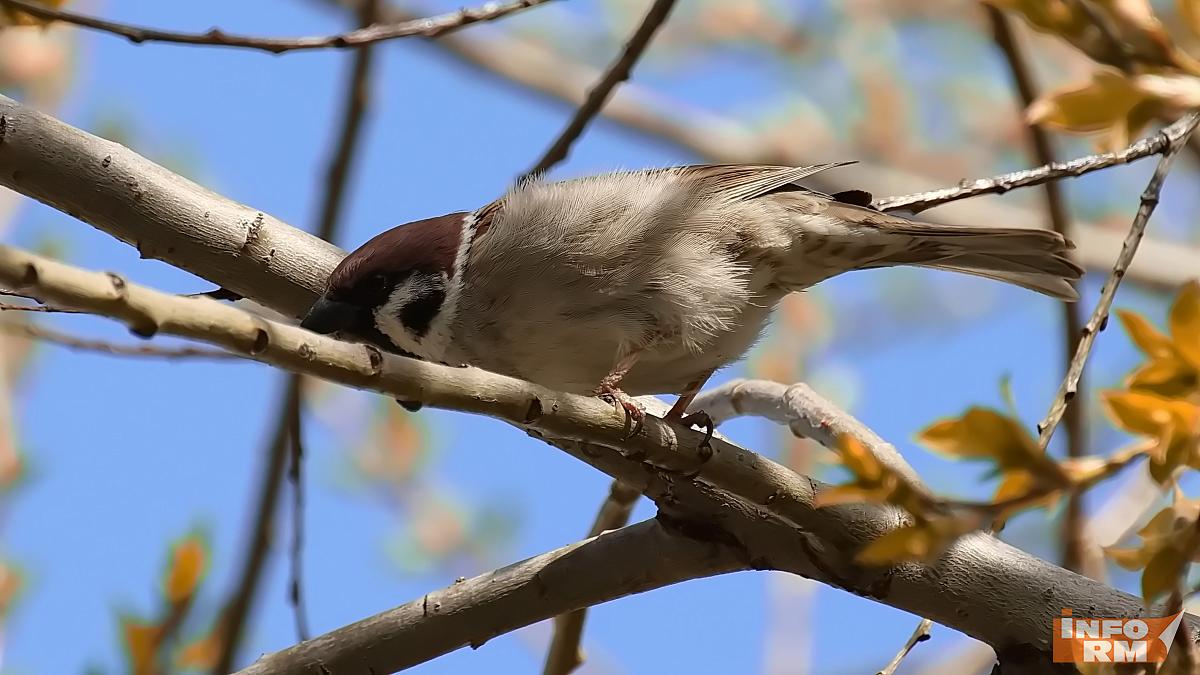 Температура воздуха в Мордовии побила рекорд 30-летней давности