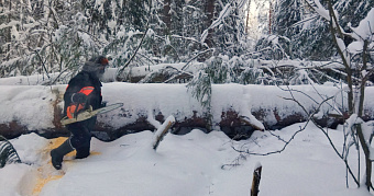 Дороги и просеки в Мордовском заповеднике очистили от завалов деревьев 