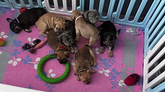 В Мордовии заводчица собак прятала в холодильнике наркотики