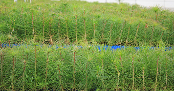 В Мордовии насчитали больше 5,5 миллионов будущих деревьев 