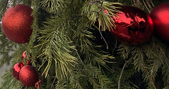 Когда дома ставить ёлку: благоприятные и неблагоприятные даты 