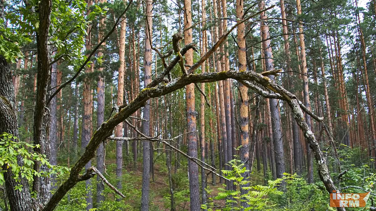 Минлесхоз Мордовии перевыполнил план по доходам