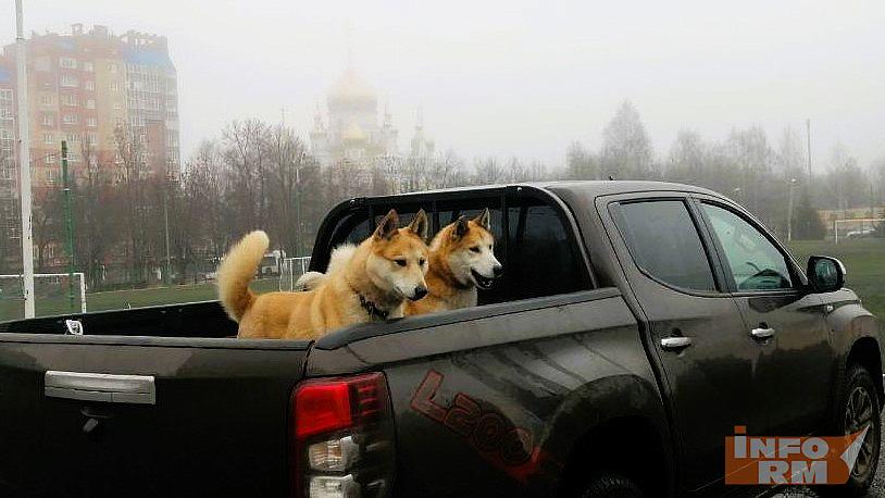 В Саранске прошла выставка охотничьих собак