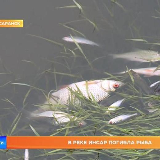 Массовой гибелью рыбы в реке Инсар занялся Минлесхоз Мордовии