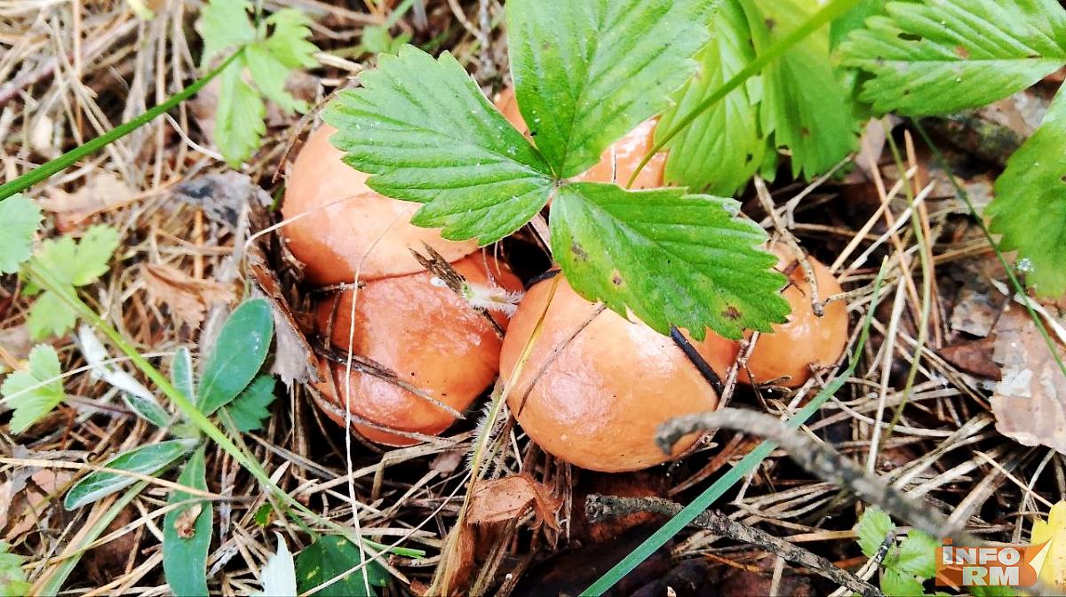 Двух грибников из Нижегородской области нашли в лесах Мордовии Двух грибников из Нижегородской области нашли в лесах Мордовии