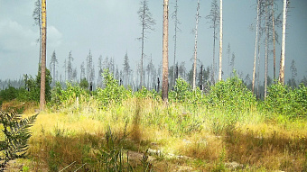 В заповеднике Мордовии сделают пожарный водоём