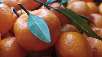 Новый год 2026: что подарить коллегам на праздник 