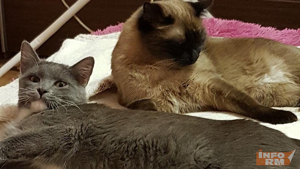 Домашние кошки из Мордовии выбирают Индию и Саудовскую Аравию