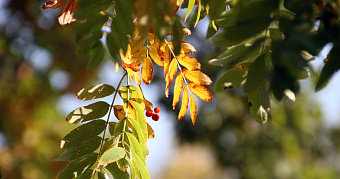Четыре миллиона саженцев высадят в Мордовии 