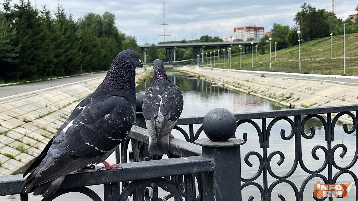 Прохлада и дожди в Мордовии продолжатся Прохлада и дожди в Мордовии продолжатся