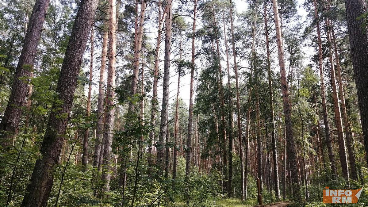 В Мордовии остается высокой пожарная опасность лесов