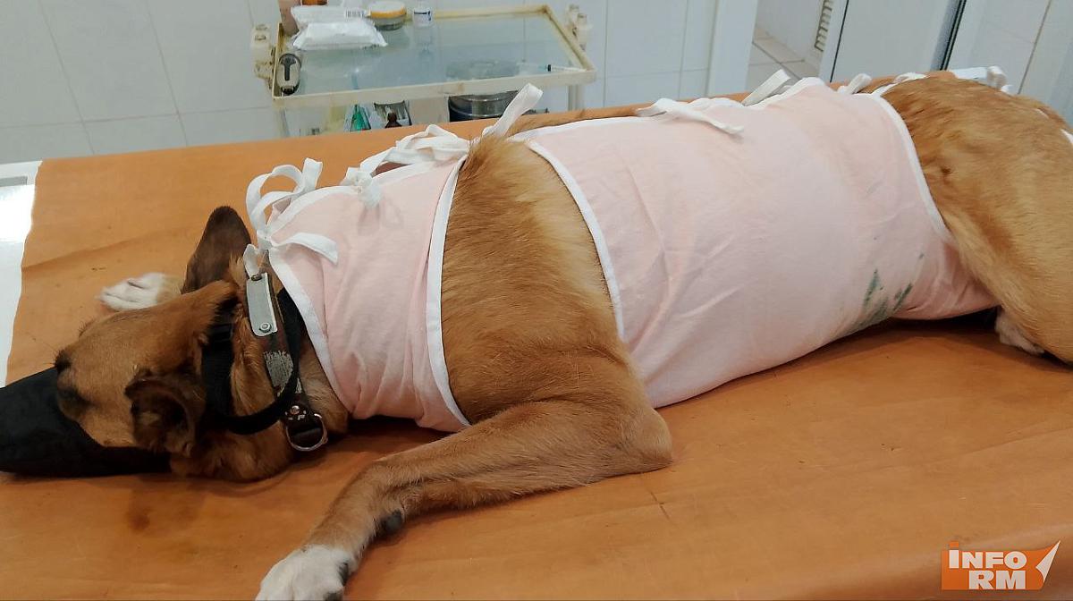 Ветеринары Мордовии в новогодние каникулы будут принимать пациентов