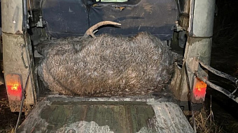 Два жителя Московской области убили в Мордовии пятнистого оленя