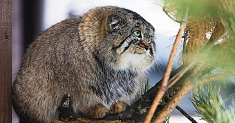 Усиленно кушал и профессионально лежал: манул Борис закончил подготовку к зиме 