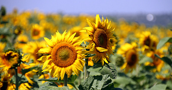 Синоптики обещают аномальное лето 2026 