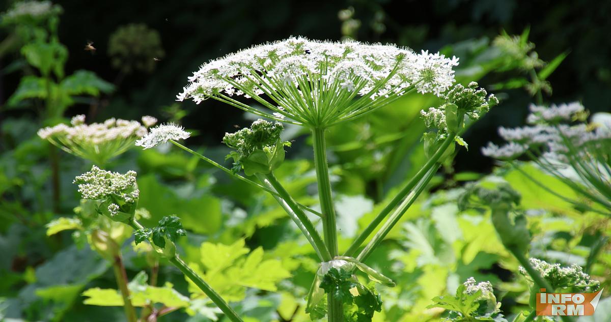 Дачников начнут штрафовать за борщевик и другие растения 