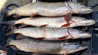 Трезвость и жилет: рыбакам Мордовии напомнили о безопасности на льду