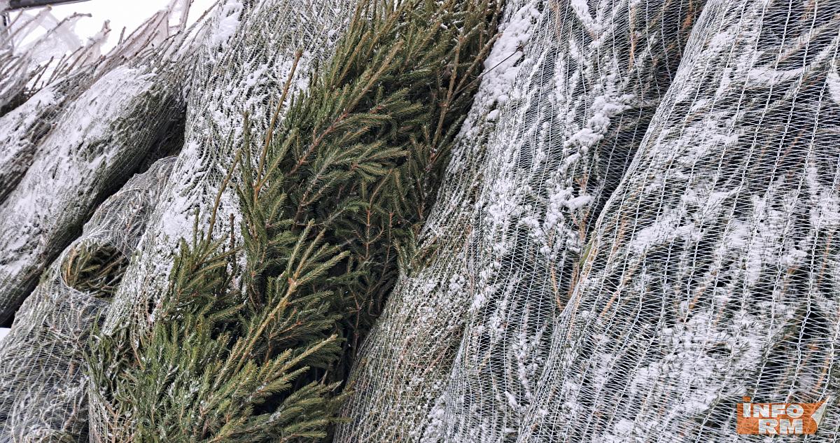 На утилизацию в Саранске сдали 4 тонны новогодних ёлок 