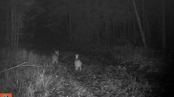 Два зайца попали в фотоловушку Мордовского заповедника 