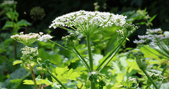 Дачников начнут штрафовать за борщевик и другие растения 