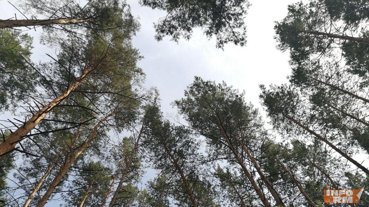 В Мордовии прогнозируют высокую пожароопасность лесов В Мордовии прогнозируют высокую пожароопасность лесов