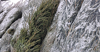 На утилизацию в Саранске сдали 4 тонны новогодних ёлок 