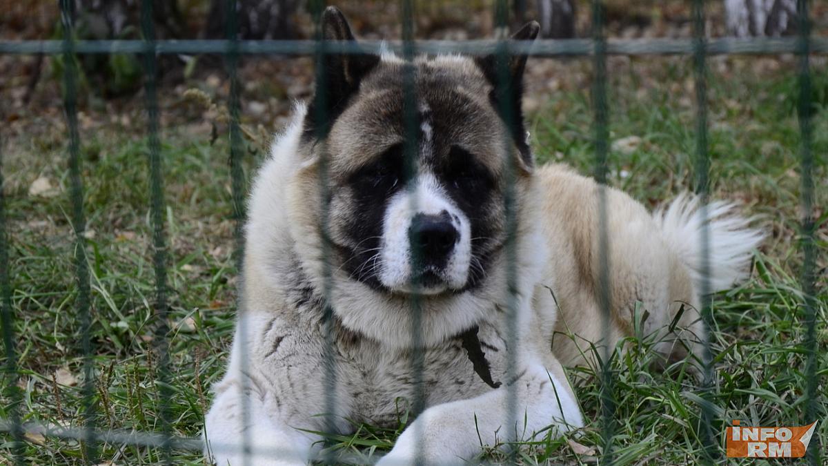 Передвижная выставка животных на самом деле оказалась контактным зоопарком 