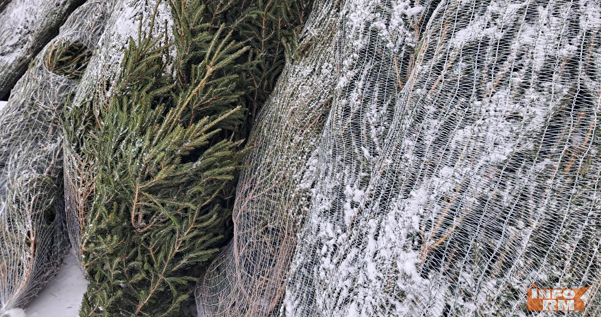 Жителям Саранска напомнили адреса площадок, где ёлки принимают на утилизацию 