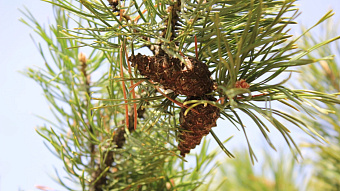 Для восстановления лесов Мордовии заготовили почти 30 тонн шишек сосны