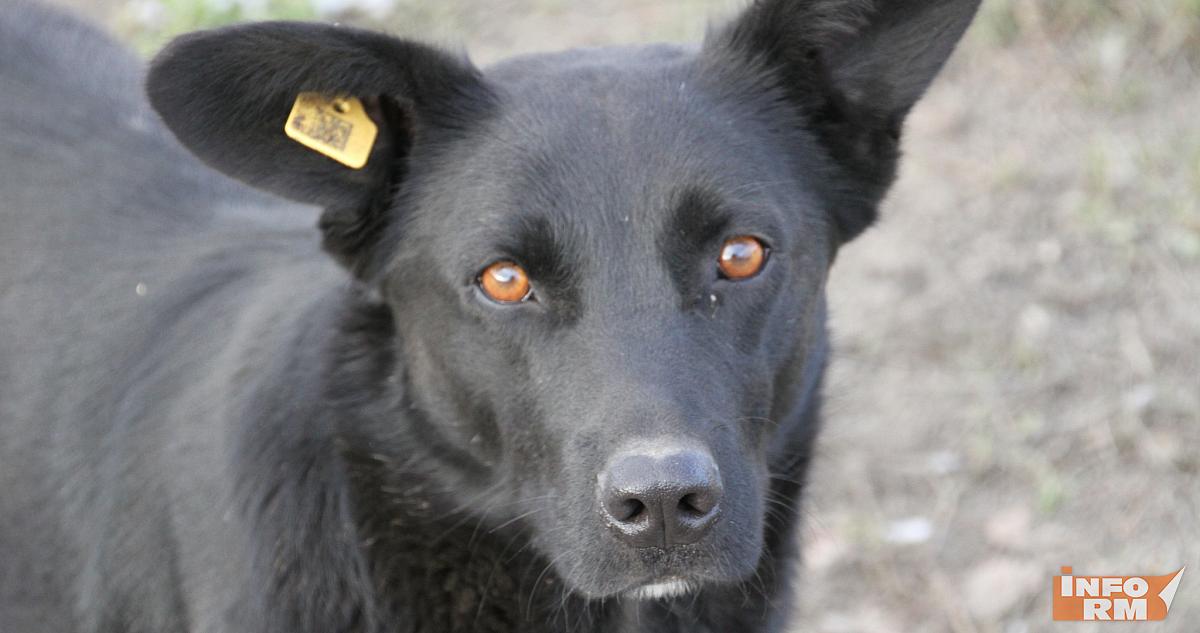 Приюты для животных в Мордовии станут больше 