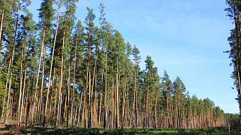 В Мордовии проверили молодые леса