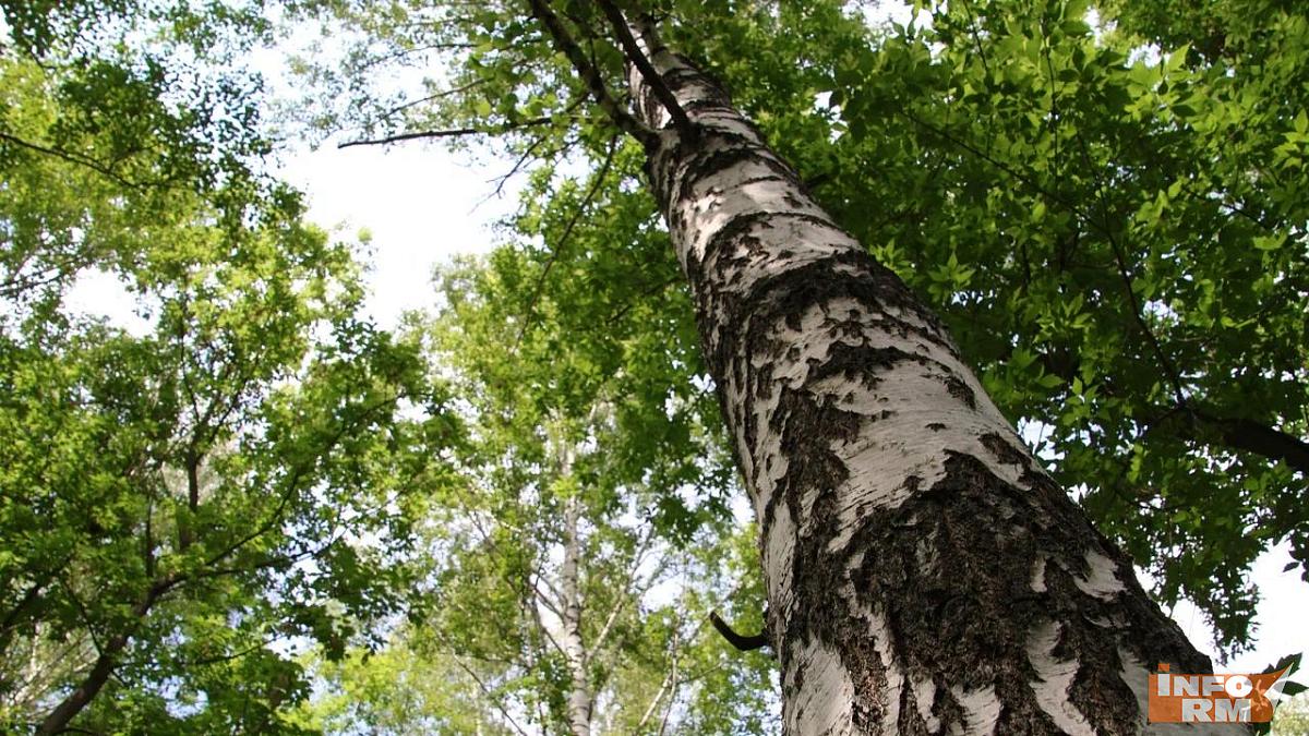 Мордовия на пороге высокой угрозы лесных пожаров
