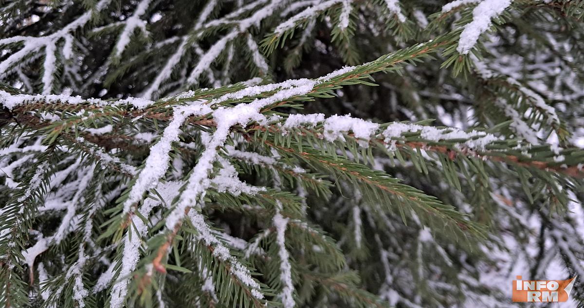 Эксперт опроверг слухи о «ёлочных» клещах, которые якобы атаковали россиян 