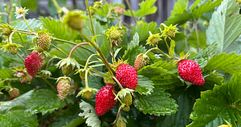 У заповедника в Мордовии захватили больше 3 тысяч квадратных метров земли 