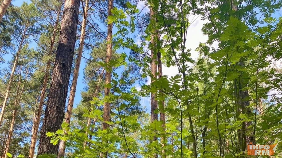 В лесах Мордовии сохраняется средний класс пожарной опасности В лесах Мордовии сохраняется средний класс пожарной опасности