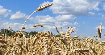 Молодая хозяйка фермы в Мордовии смошенничала почти на миллион рублей 