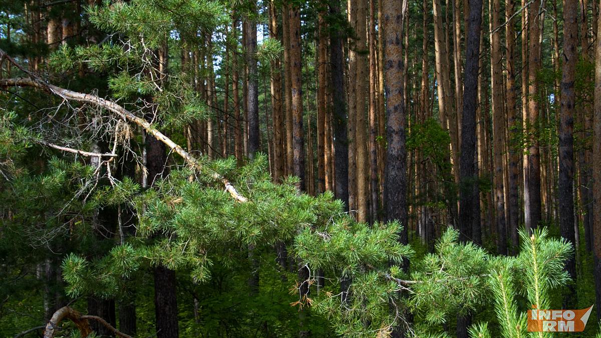 Мордовия получит более 20 миллионов рублей на охрану лесов от пожаров