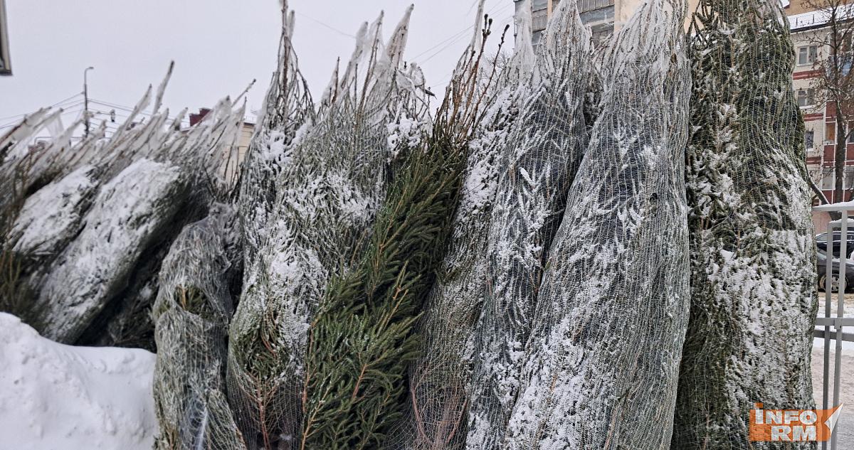 Утилизация ёлки в Саранске: адреса точек приёма 