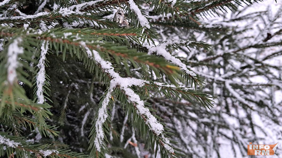 В Мордовии подвели итоги операции «Ель»