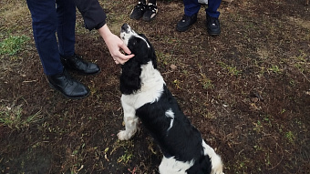 Саранские школьники оказали помощь мини-приюту «ДворНяшки» 