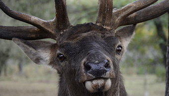 В зоопарке Саранска устроили марафон показательных кормлений