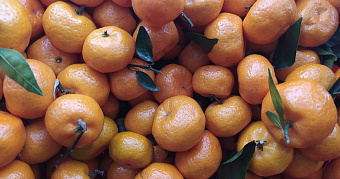 Мандарины в России стали дешевле на 15% 