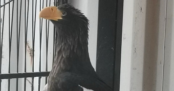 Редкого белоплечего орлана выбросили на парковке в мешке 