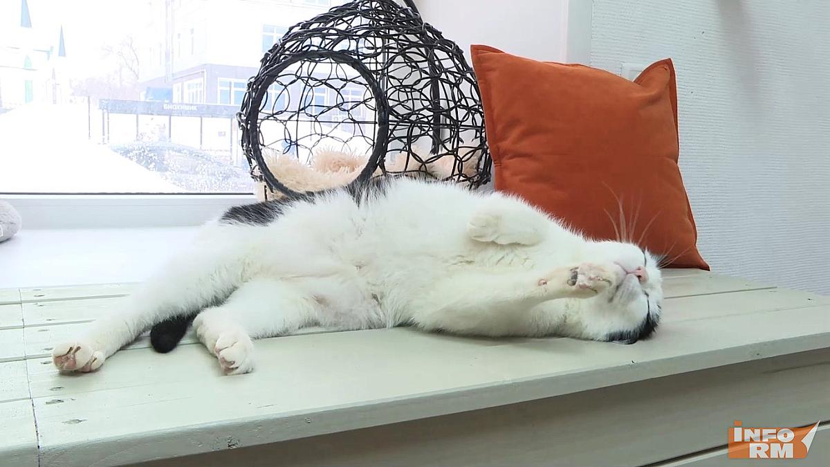 Котики «Муррдовии» нашли новый дом