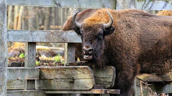 В Мордовии отметят День зубра