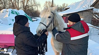 Здоровье лошадей проверяют в Мордовии