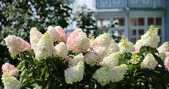 Жители России рассказали, что подарят своим мамам на День матери 