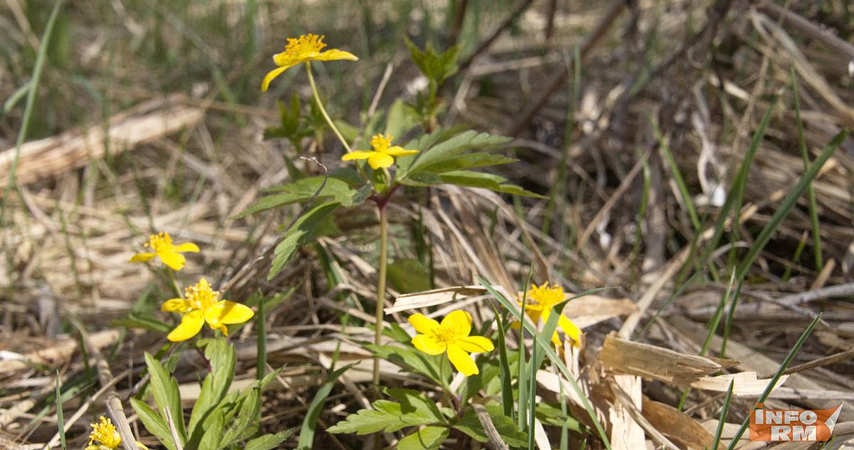 Синоптики предупреждают, что весна в 2026 году будет поздней 