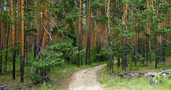 Лесам Мордовии устроят проверку здоровья 