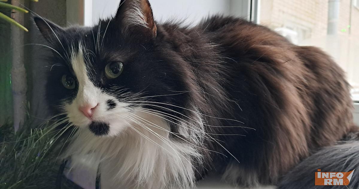 Тысячи кошек и собак потеряются в эти новогодние праздники 